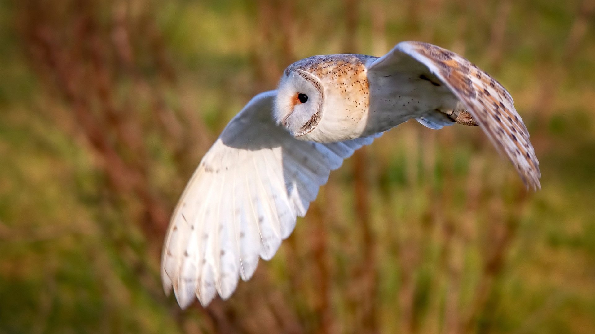 “青春无畏”青少年篮球励志电影在全国上映引发热潮,青少年篮球纪录片