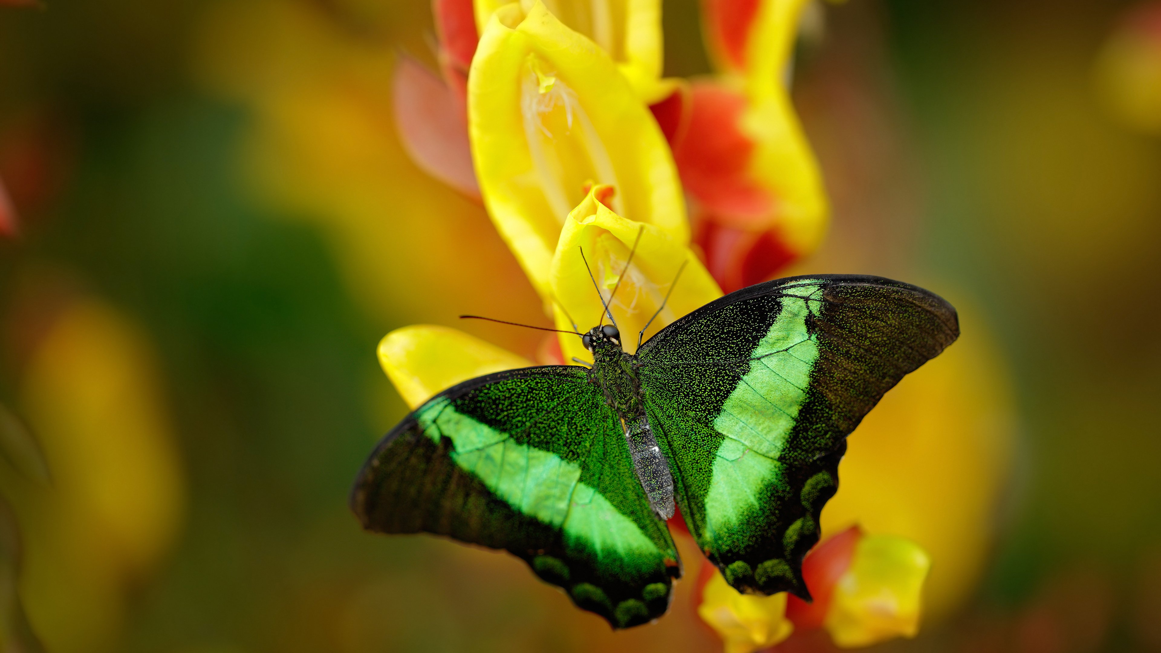 【名将故事】丁俊晖的训练日常与比赛心态调节技巧,丁俊晖水平到底怎么样