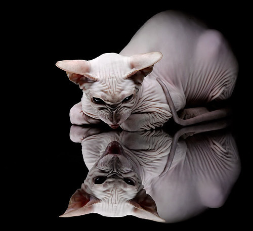 一战定江山:欧冠“决战夜”的荣耀时刻,欧战冠军