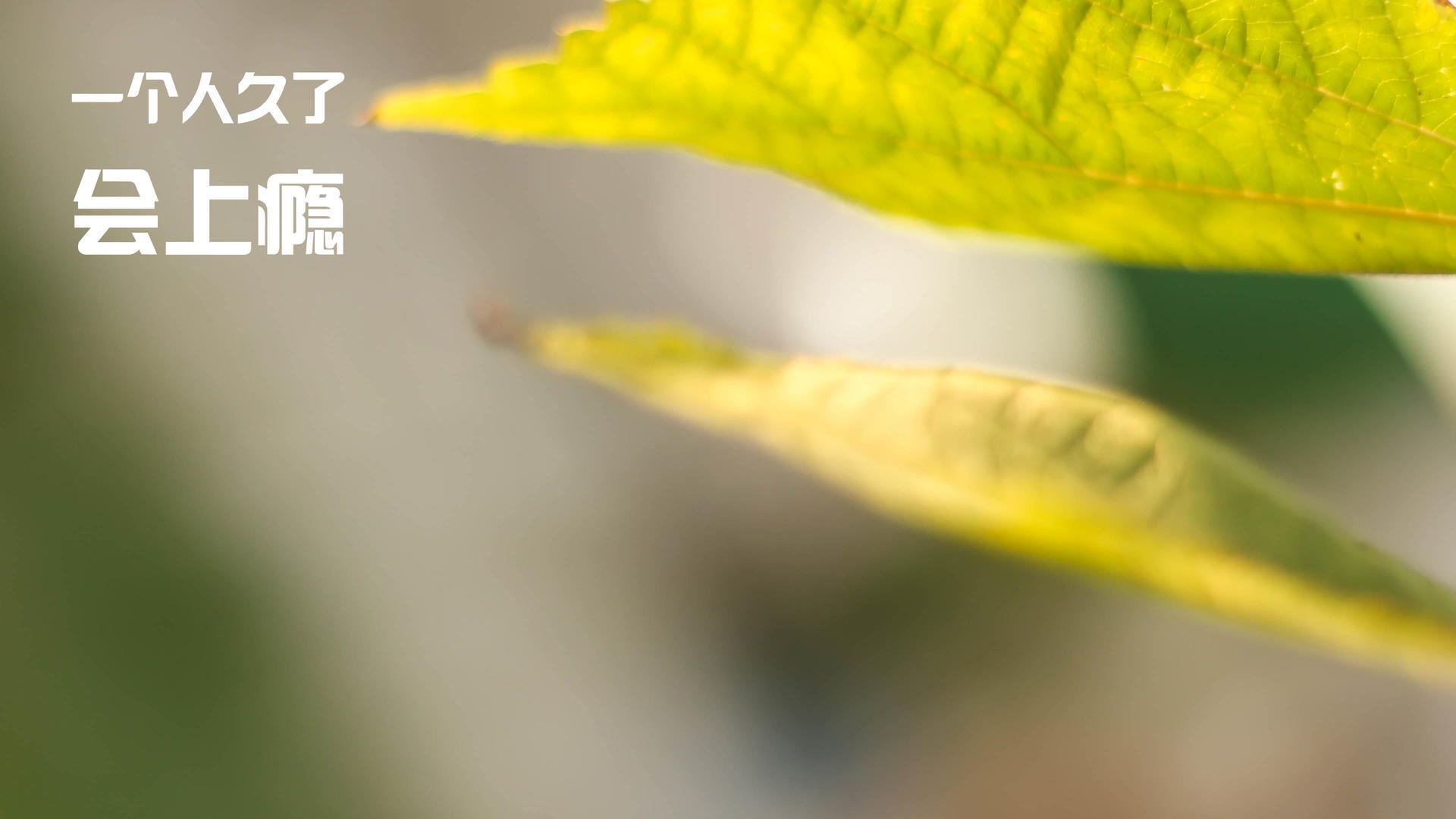 世界马拉松大满贯中国跑者表现出色,世界马拉松大满贯候选