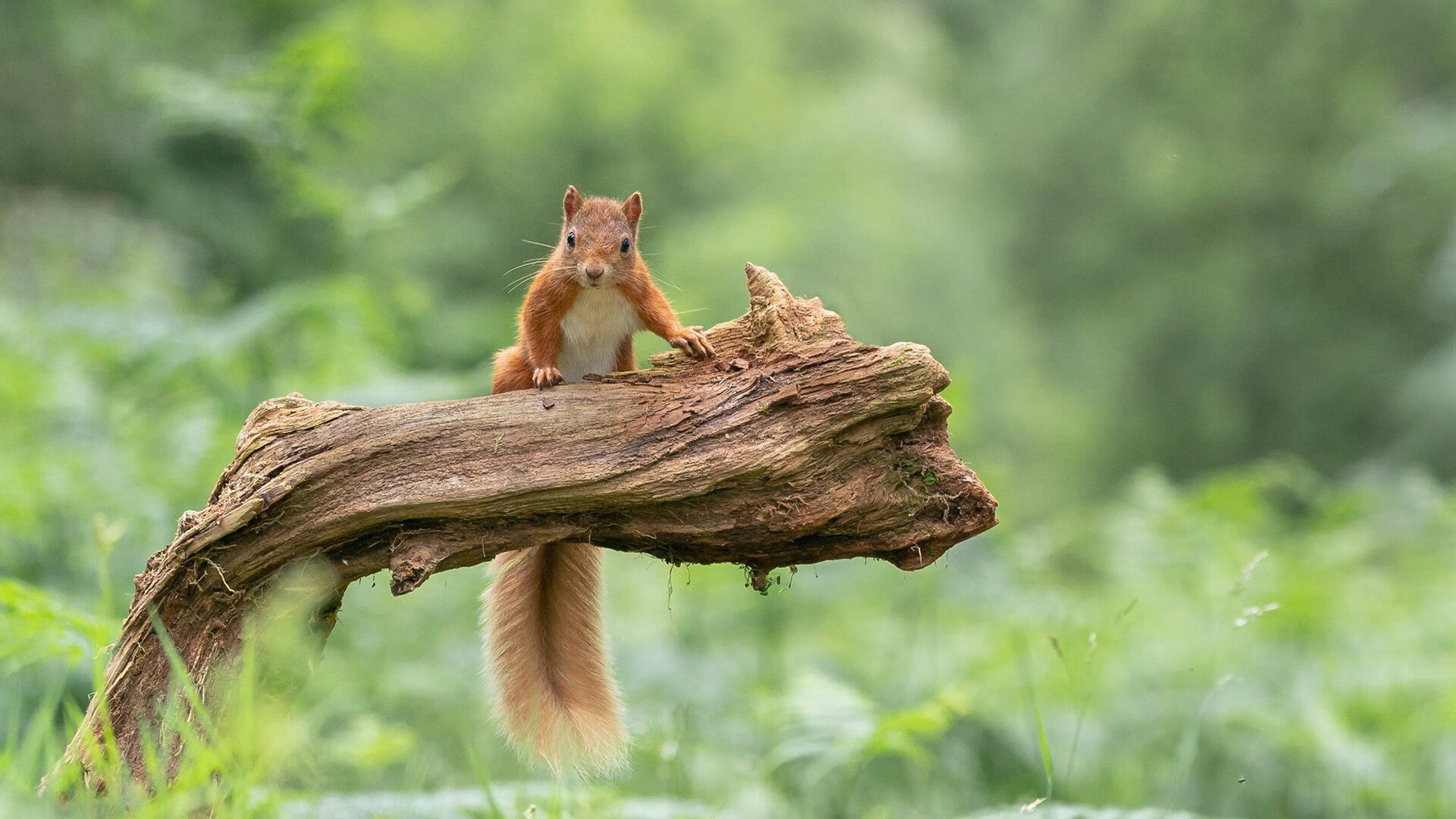 kaiyun登录入口-实验性足球赛事试点全国推行，探索多元化比赛模式，校园足球实验班